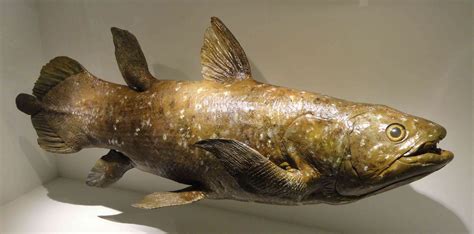 Coelacanth .